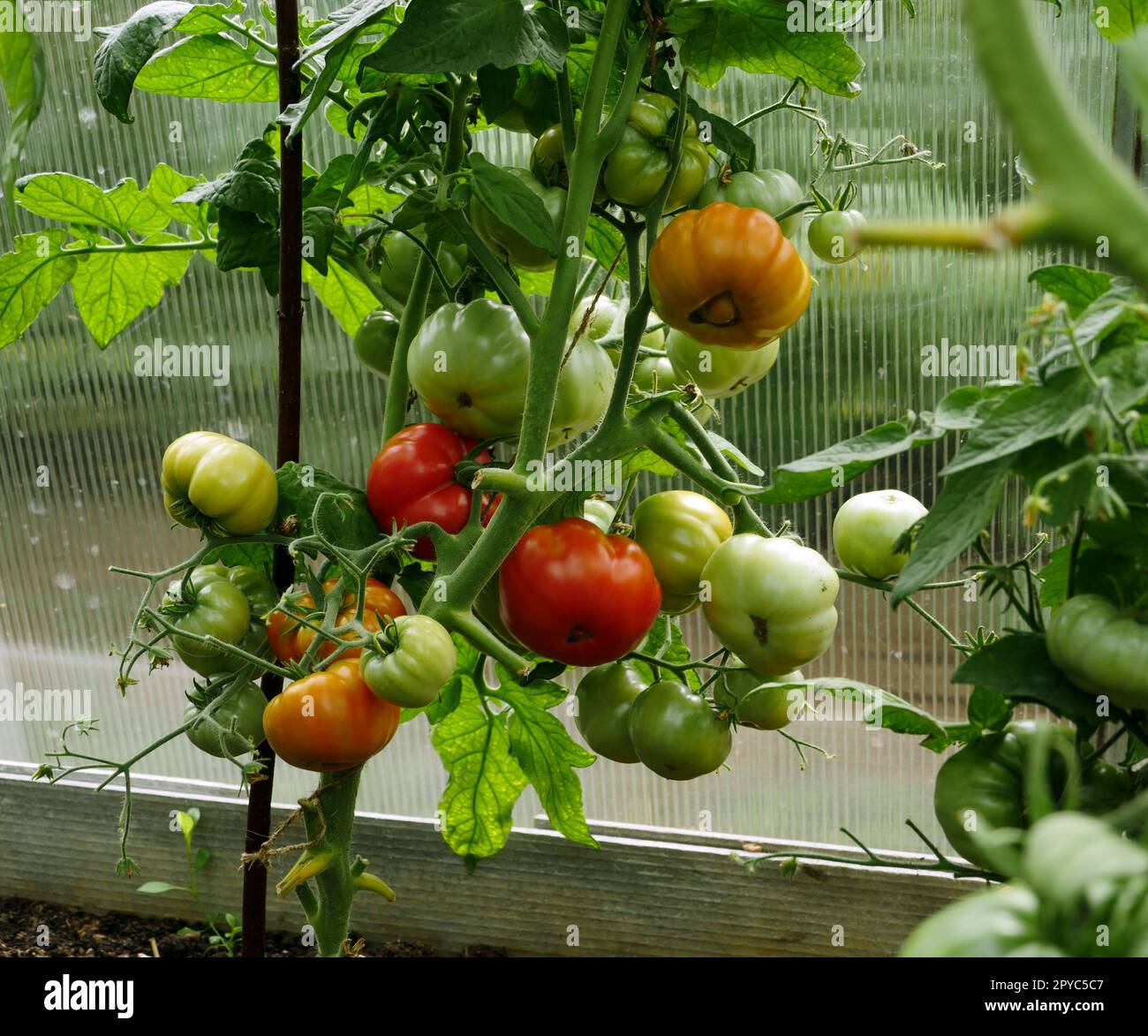 les tomates rouges mûrissent sur les branches Banque D'Images