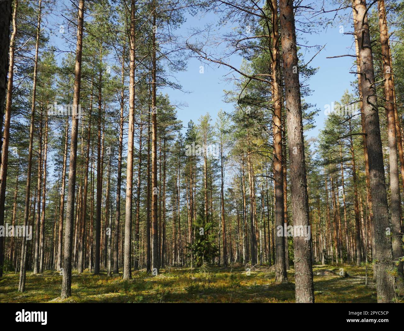 haute forêt de pins, paysage ensoleillé Banque D'Images