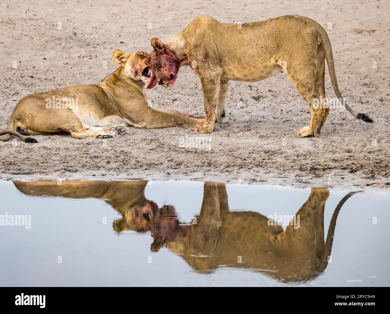 Un lion féminin léchant le visage de sa progéniture juvénile mâle après une mort dans un trou d'eau, désert de Kalahari, Botswana, Afrique Banque D'Images