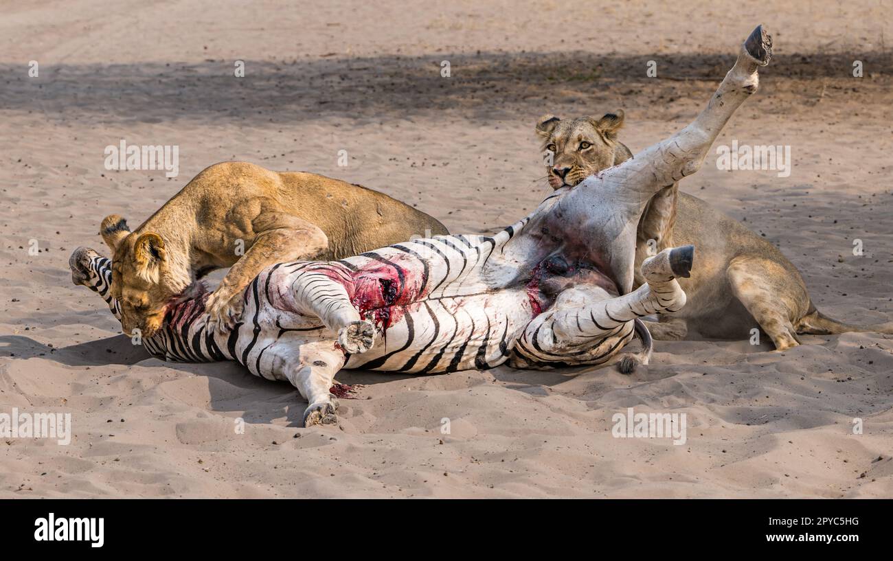 Un lion féminin et une lionne juvénile tuant un zèbre, désert de Kalahari, Botswana, Afrique Banque D'Images