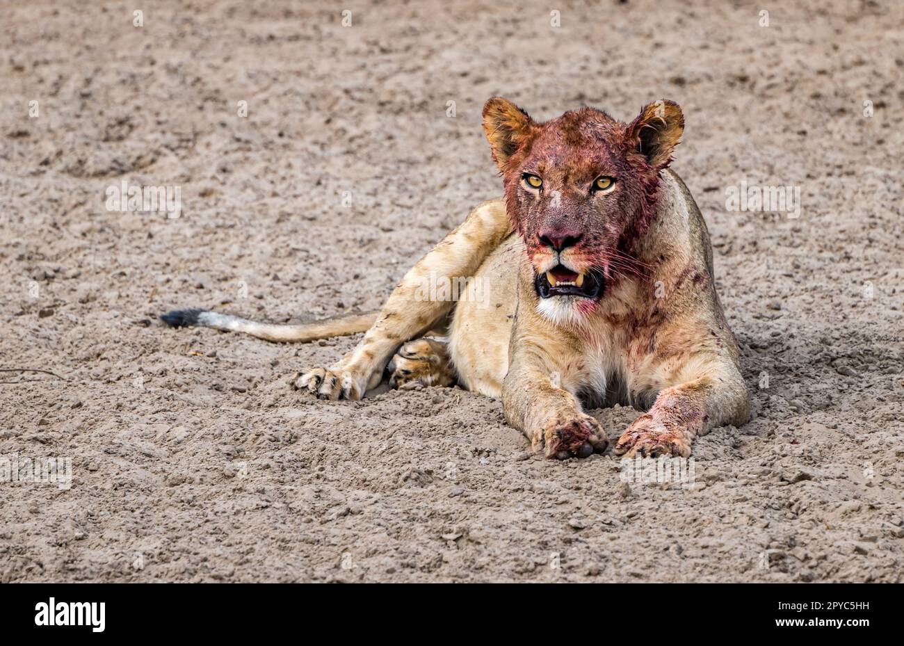 Une jeune femme lion (Panthera leo) se reposant avec du sang sur son visage de se nourrir d'une mort, désert de Kalahari, Botswana, Afrique Banque D'Images