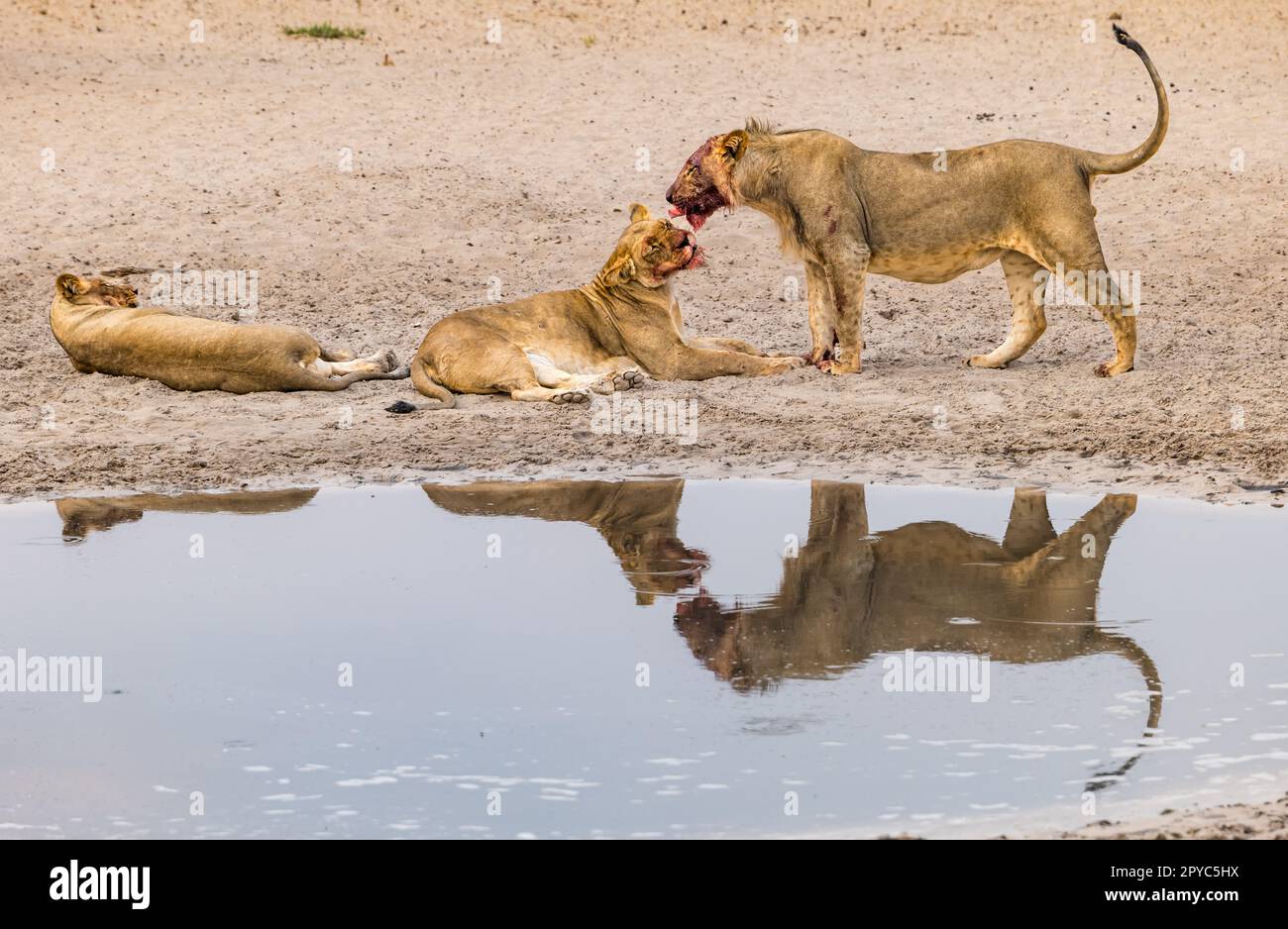 Un lion féminin léchant le visage de sa progéniture juvénile mâle après une mort dans un trou d'eau, désert de Kalahari, Botswana, Afrique Banque D'Images