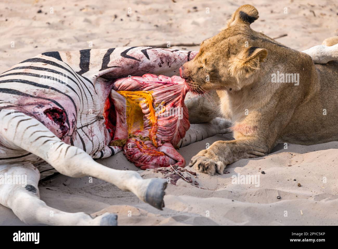 Une jeune femme lion mangeant un zèbre tirant ses intestins, désert de Kalahari, Botswana, Afrique Banque D'Images