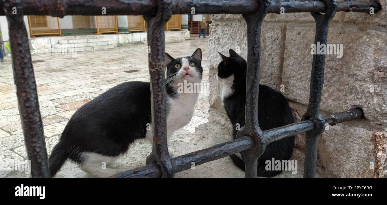 Sarajevo, Bosnie-Herzégovine, 8 mars 2020, chats à Sarajevo. Deux chats noirs et blancs derrière une grille métallique dans la mosquée Galeba. Clôture en marbre avec treillis. Banque D'Images