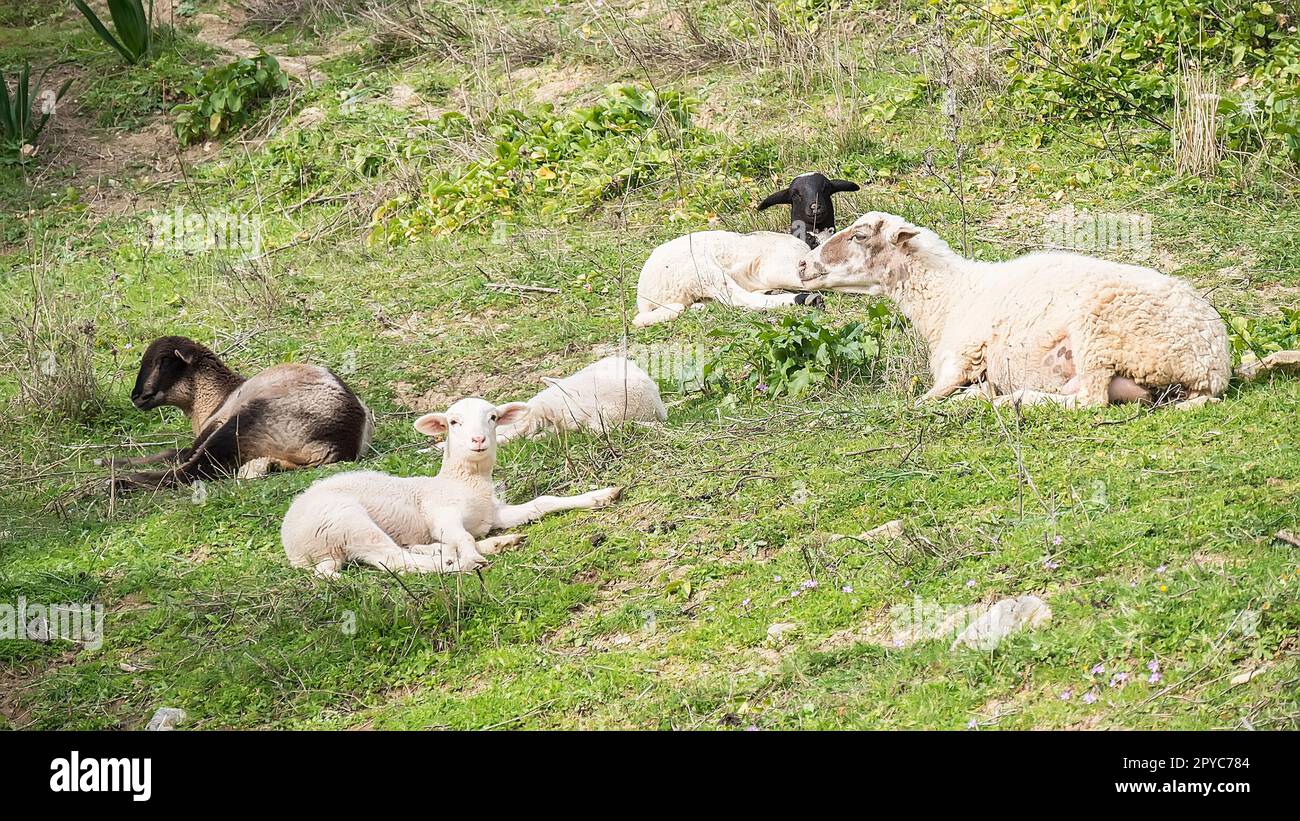 Moutons Payoya au repos dans un pré dans la Sierra de Grazalema (CÃ¡diz, Andalousie, Espagne) Banque D'Images