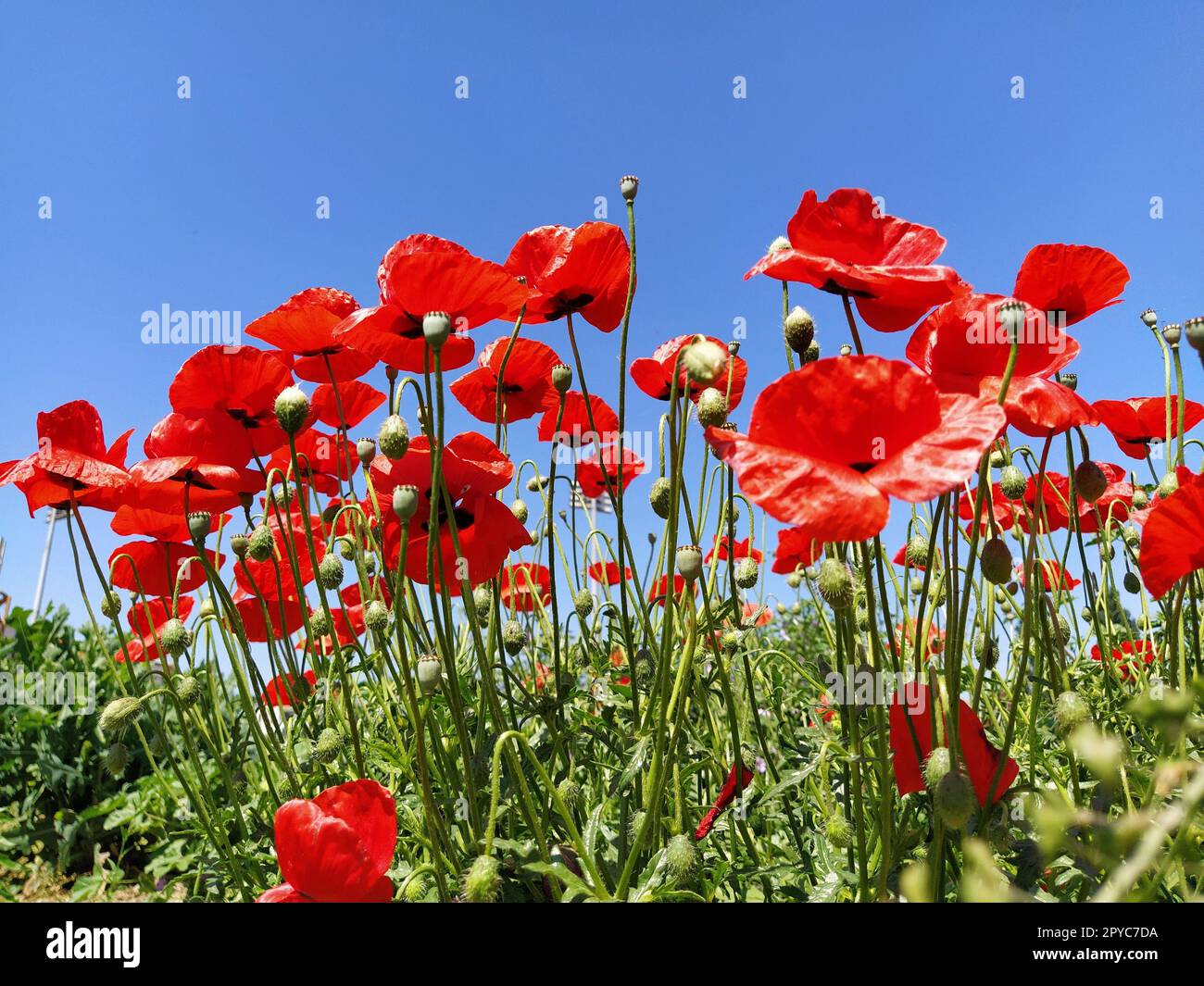 Des coquelicots rouges éclatants fleurissent sur le terrain. De belles fleurs sauvages. Ciel bleu en arrière-plan. Des pétales de fleurs tendres brillent au soleil. Démêler les bourgeons de coquelicots. Banque D'Images