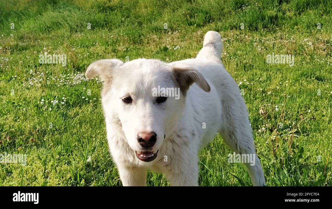 Un chien blanc joue sur une pelouse verte. Un chien moutt court et saute sur le terrain. Un animal satisfait jouit de la vie et de la liberté. Les animaux sans abri. City Park. Temps ensoleillé. Herbe verte sur la pelouse Banque D'Images