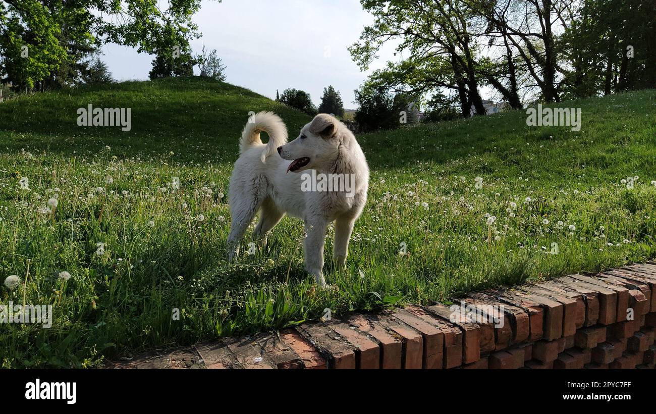 Un chien blanc joue sur une pelouse verte. Un chien moutt court et saute sur le terrain. Un animal satisfait jouit de la vie et de la liberté. Les animaux sans abri dans la rue. City Park. Temps ensoleillé. Mur de briques. Banque D'Images