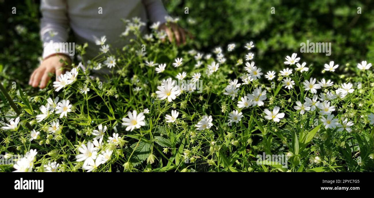 Jolie fille dans un chemisier blanc sur la prairie. Les fleurs sauvages sont blanches. Stellaria est un genre de plantes à fleurs de la famille des clous de girofle. Le bébé est heureux. Mains d'une fille sur des fleurs. Banque D'Images