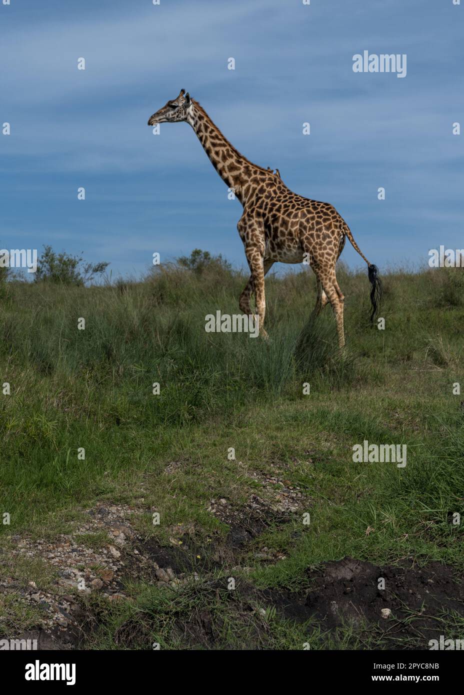 Girafes dans le parc national de Tsavo East et Tsavo West Kenya Banque D'Images