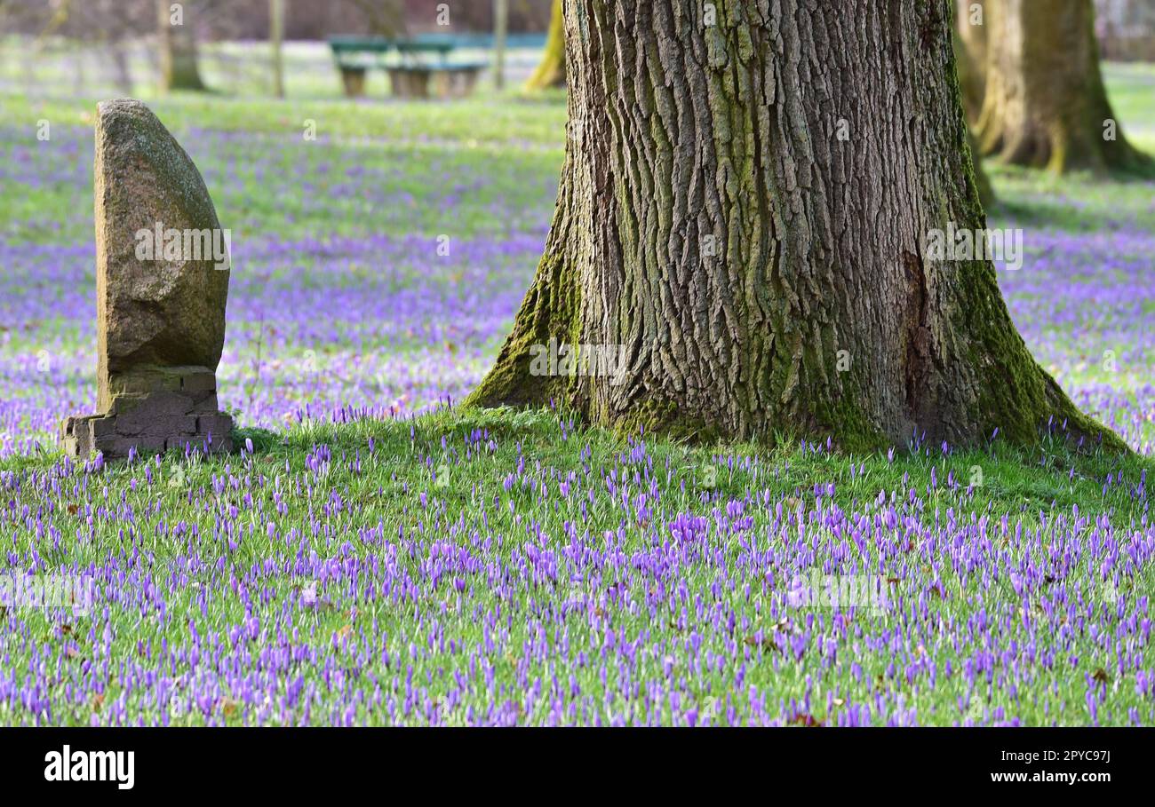 Les crocus fleurissent dans le parc du château de Husum Banque D'Images