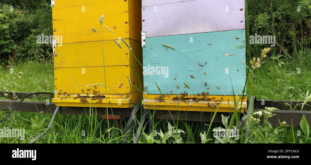 Ruches avec abeilles. Apiculture. Ruches debout dans la nature, et sont peints en jaune, vert et bleu. Les plantes sont des plantes à miel. Rucher en Serbie. Les abeilles recueillent le nectar de fleur et le transforment en miel Banque D'Images