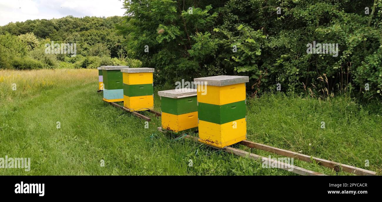 Ruches avec abeilles. Apiculture. Ruches debout dans la nature, et sont peints en jaune, vert et bleu. Les plantes sont des plantes à miel. Rucher en Serbie. Les abeilles recueillent le nectar de fleur et le transforment en miel Banque D'Images