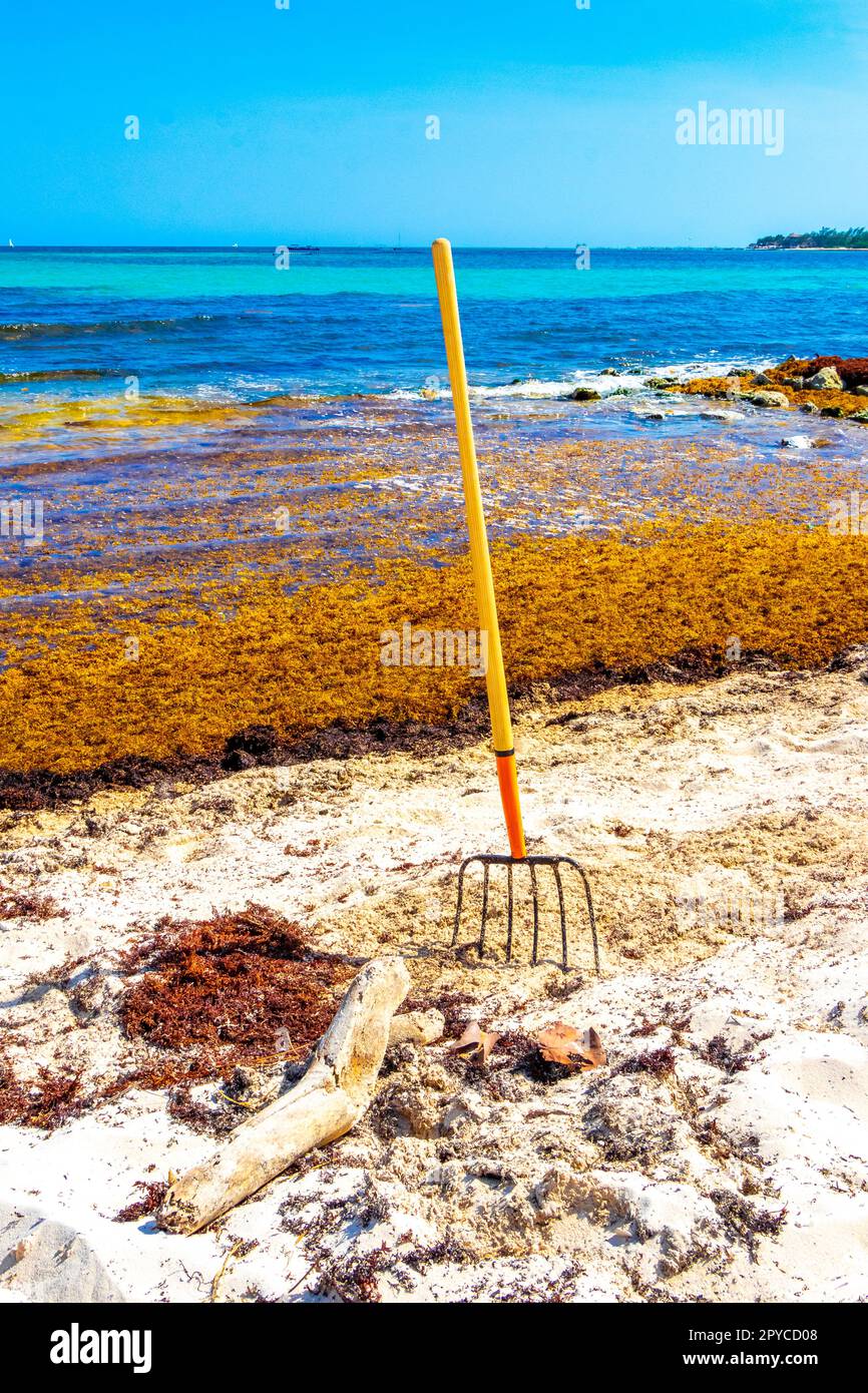 Râteau à fourche balai d'algues Sargazo plage Playa del Carmen Mexique. Banque D'Images
