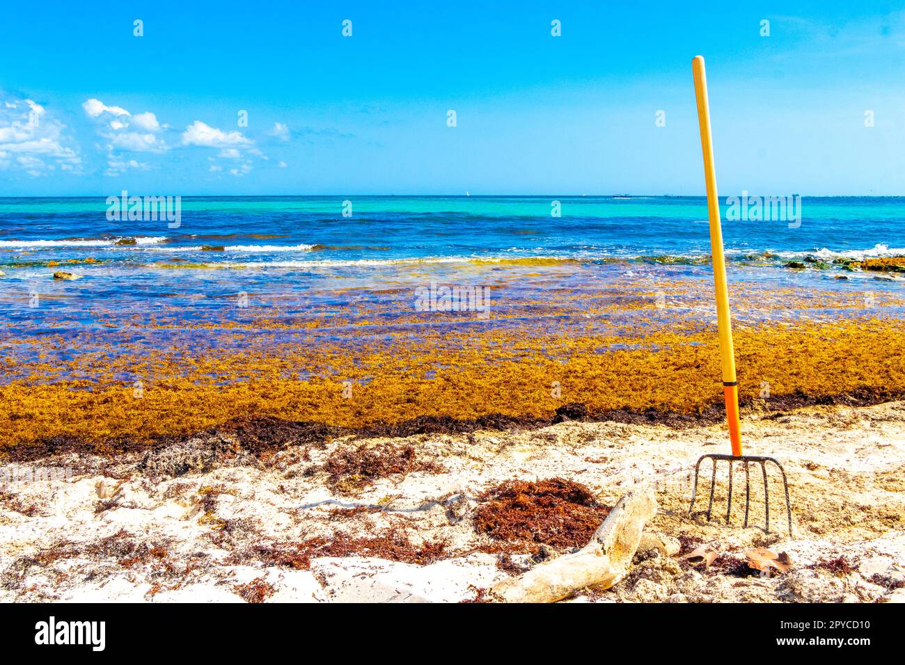 Râteau à fourche balai d'algues Sargazo plage Playa del Carmen Mexique. Banque D'Images