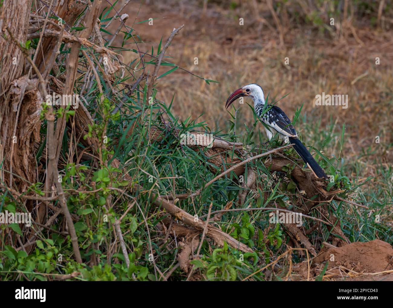 oiseau hornbill sur l'arbre Banque D'Images