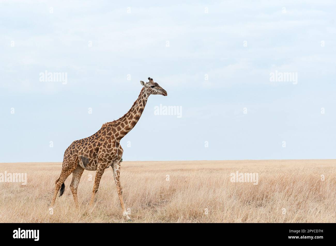 Girafes dans le parc national de Tsavo East et Tsavo West Kenya Banque D'Images