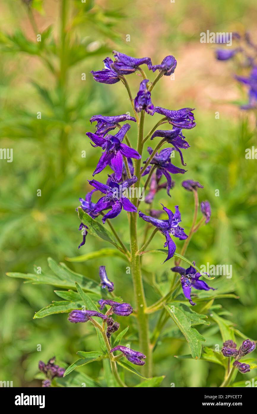 Larkspur subalpin dans un pré de montagne Banque D'Images