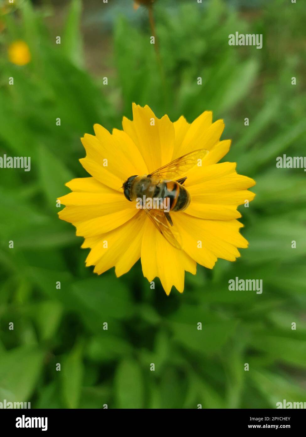 Illnitsa vulgaris sur une fleur jaune gros plan Banque D'Images