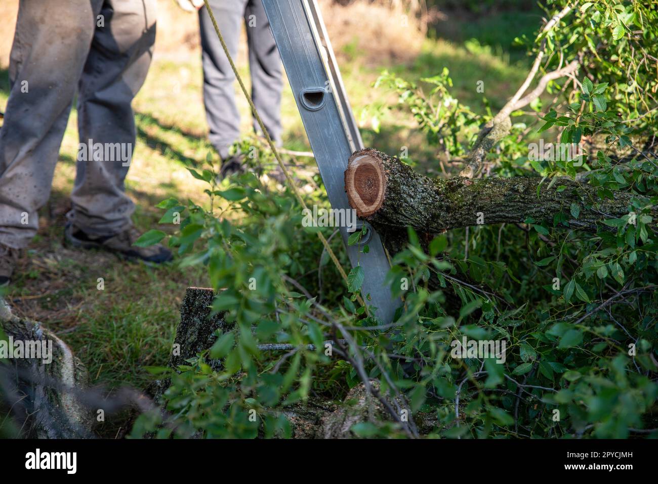 Tas de branches coupées avec anneaux d'arbre à la base de l'arrière-plan des ouvriers d'échelle Banque D'Images