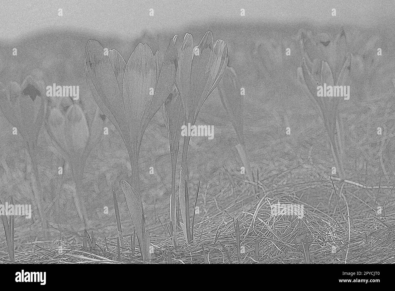 Pétales de fleur de crocus en fleurs texture gravure dessin à la main Banque D'Images