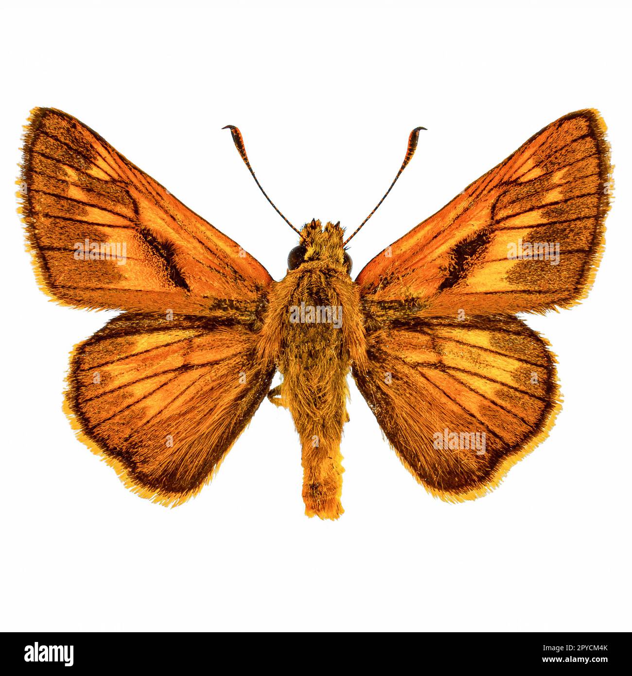 Grand skipper butterfly Banque D'Images