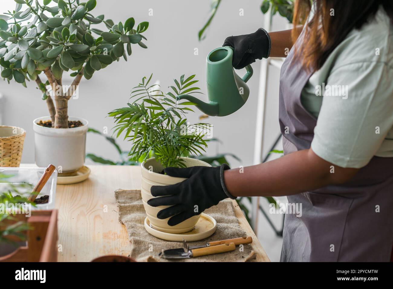 Gros plan diversité afro-américaine femme jardinier arrosoir plantes vertes dans des pots en céramique. Concept de la maison jardin et plantes en pot Banque D'Images