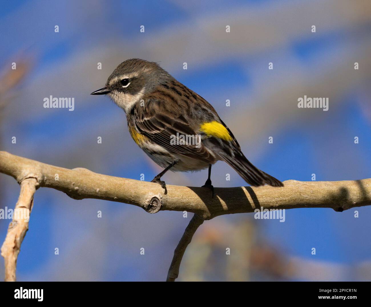 Une Paruline à rumissement jaune (femelle, Myrtle) perchée sur une branche au début du printemps avec un fond naturel en plein air. Banque D'Images