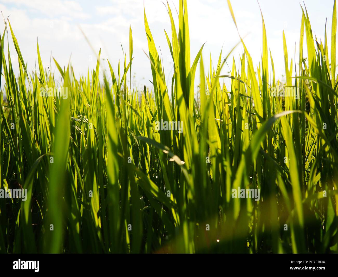 Belle herbe verte luxuriante dans la prairie ou le champ. Le blé d'hiver a poussé sur les terres agricoles. Temps ensoleillé. Champ, clairière ou prairie avec végétation sauvage. Arrière-plan naturel Banque D'Images