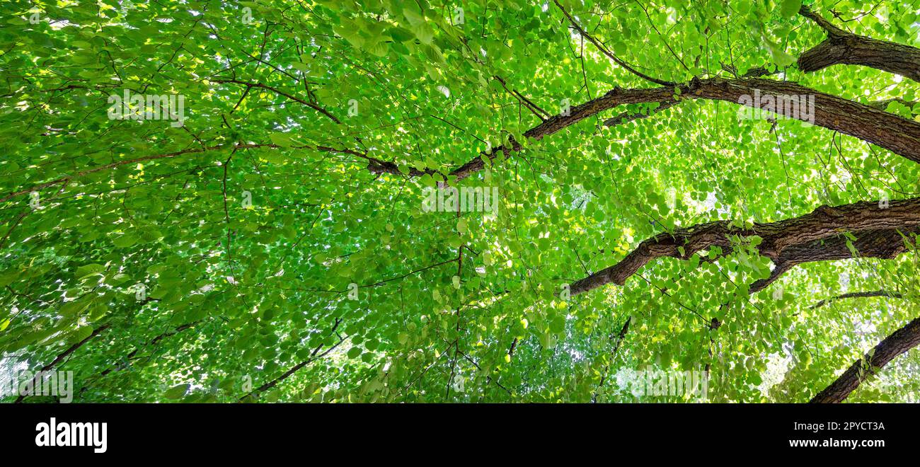 Branches géantes de l'arbre de tilleul avec un jeune feuillage frais. Banque D'Images