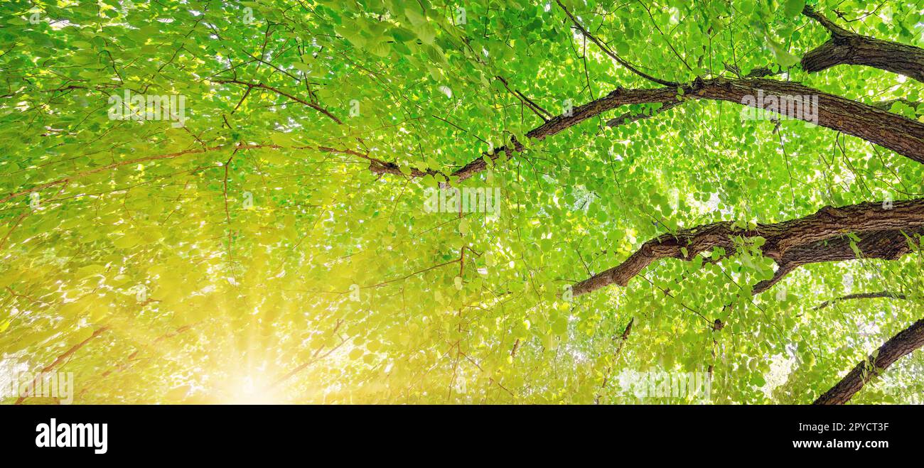 Branches géantes de l'arbre de tilleul avec un jeune feuillage frais. Banque D'Images