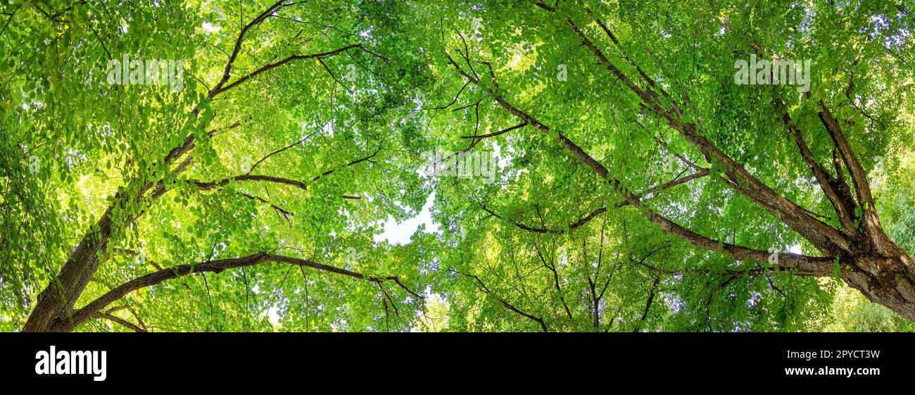 Branches géantes de l'arbre de tilleul avec un jeune feuillage frais. Banque D'Images