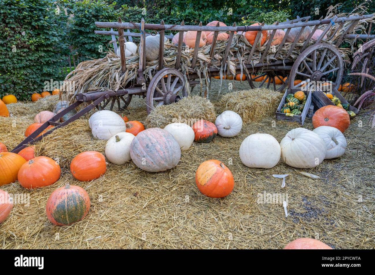 Encore de la vie de grandes citrouilles de couleur orange et blanche couchés devant un wagon en bois dans une ferme pendant la saison de récolte en octobre Banque D'Images