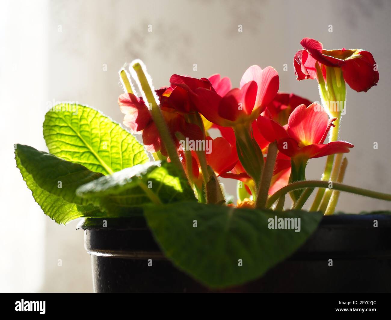 Primula, genre de plantes de la famille des Primulaceae de l'ordre des Ericales. La floriculture intérieure comme passe-temps. Fleur rouge brillante avec un centre jaune. Plan latéral dans le comptoir de la fenêtre. Banque D'Images