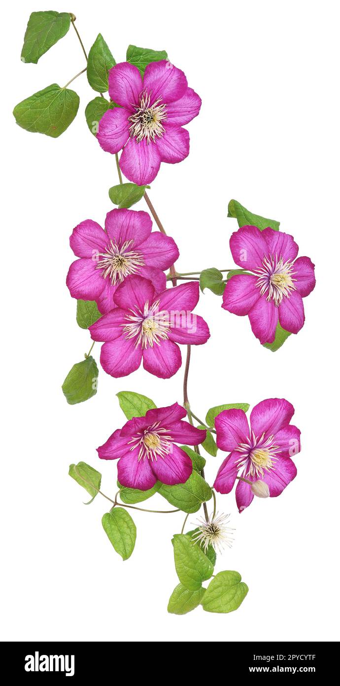 Fleurs de clematis roses, arrière-plan isolé Banque D'Images