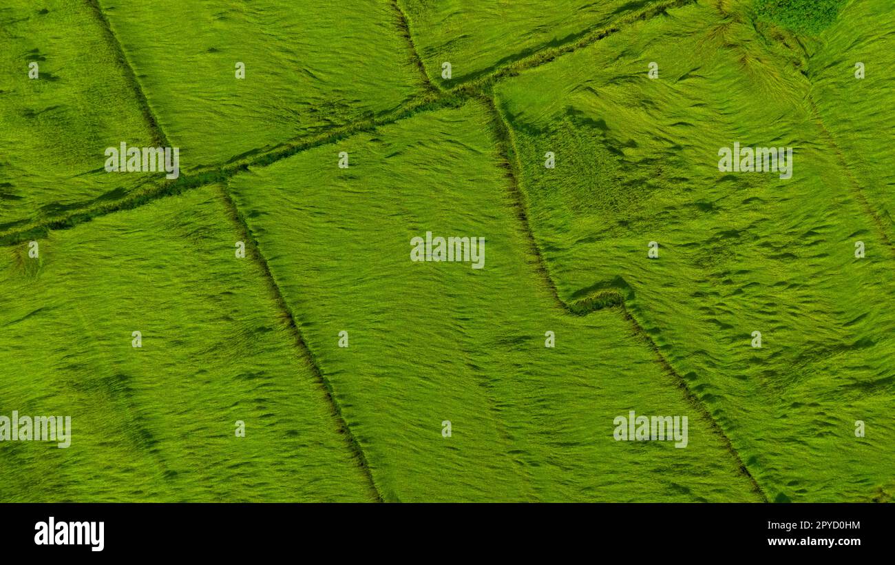 Vue aérienne du fond de texture de champ de riz vert. Les plants de riz se plient pour couvrir le sol des vents de mousson. Modèle naturel de la ferme de riz vert. Vue de dessus du champ agricole. Beauté dans la nature. Banque D'Images