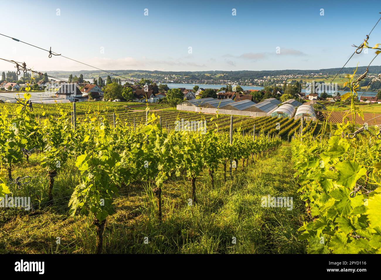 Île de Reichenau, vignobles et serres avec vue sur le lac de Constance, Bade-Wurtemberg, Allemagne Banque D'Images