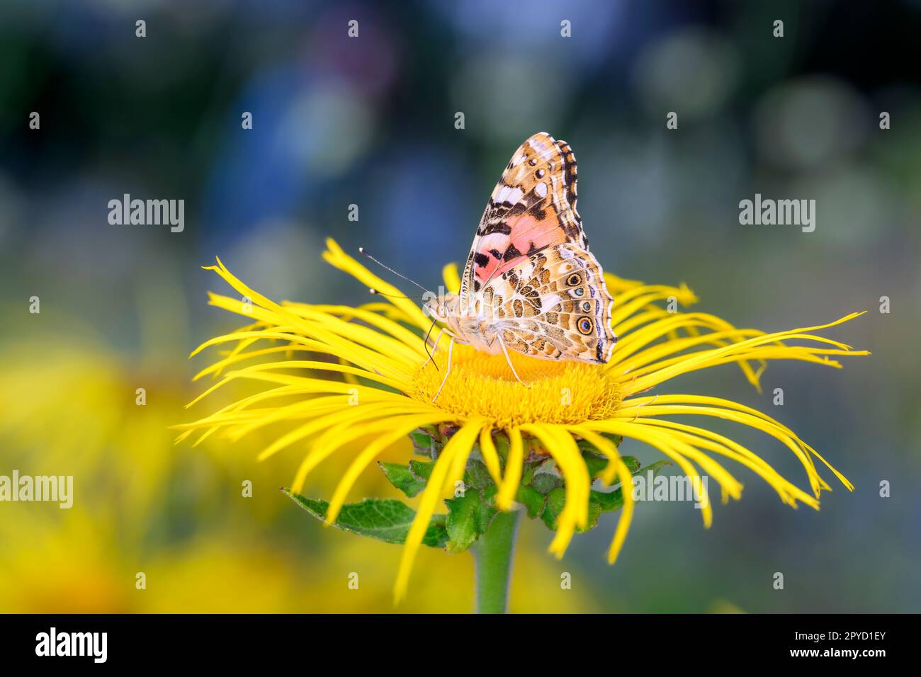 Dame peinte ou papillon Cosmopolitan - Vanessa cardui - reposant sur une nageante géante - Inula magifica Banque D'Images