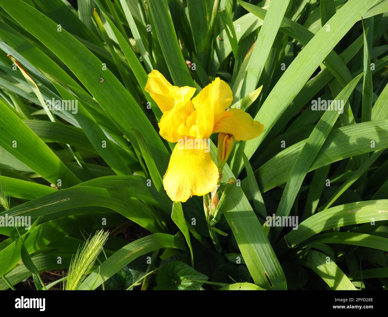 Iris, un genre de rhizomes vivaces de la famille des Iris. Une herbe ornementale avec de grandes fleurs lumineuses. Fleur délicate gracieuse de couleur jaune avec des veines oranges. Feuilles vertes en arrière-plan Banque D'Images
