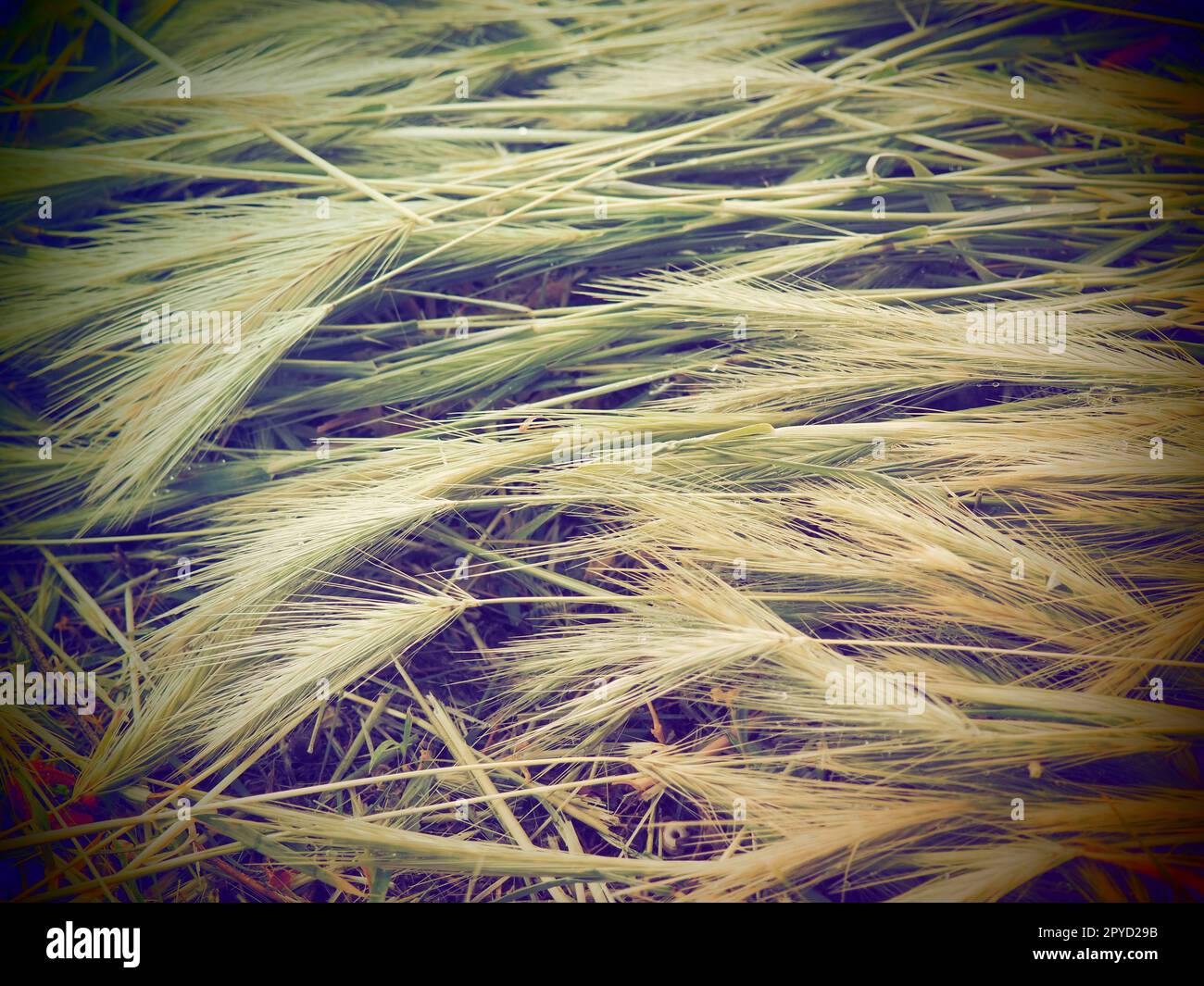 Épis de blé mûr ou de plante céréalière. Graines sur la tige et l'oreille. Fond calme naturel. Perte de récolte de blé, de nombreux épis de grains mûrs reposent sur le sol après le vent et la pluie. Thème de style de vie rustique Banque D'Images