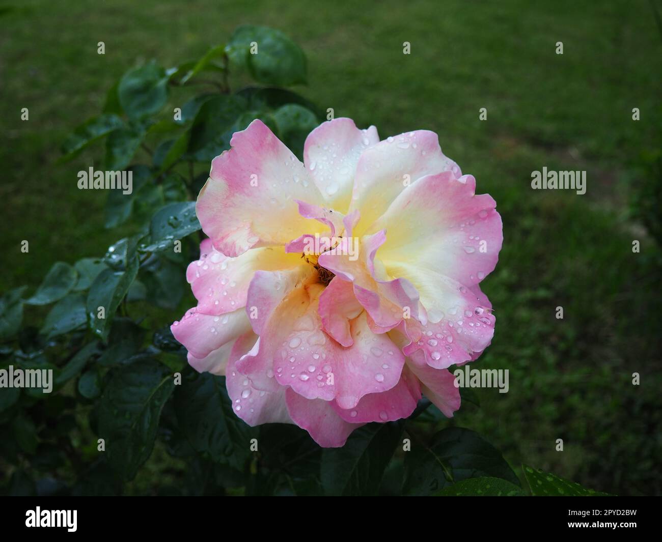 Rose rouge romantique florissante. Rose fleur dans le jardin. Pétales avec gouttes d'eau. Feuilles vertes en arrière-plan Banque D'Images