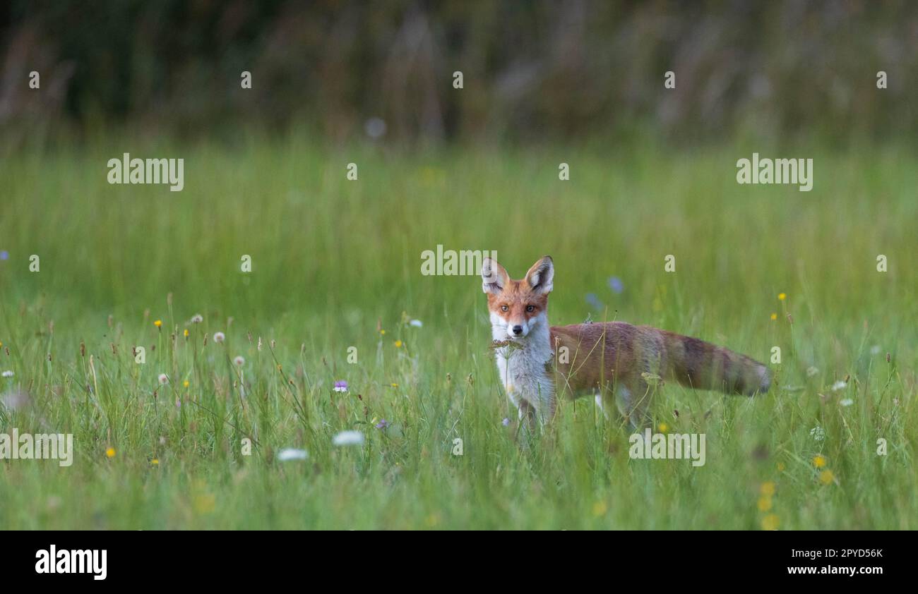 Regard Le Roux Red fox watching Banque de photographies et dâimages Ă haute rĂ©solution ...