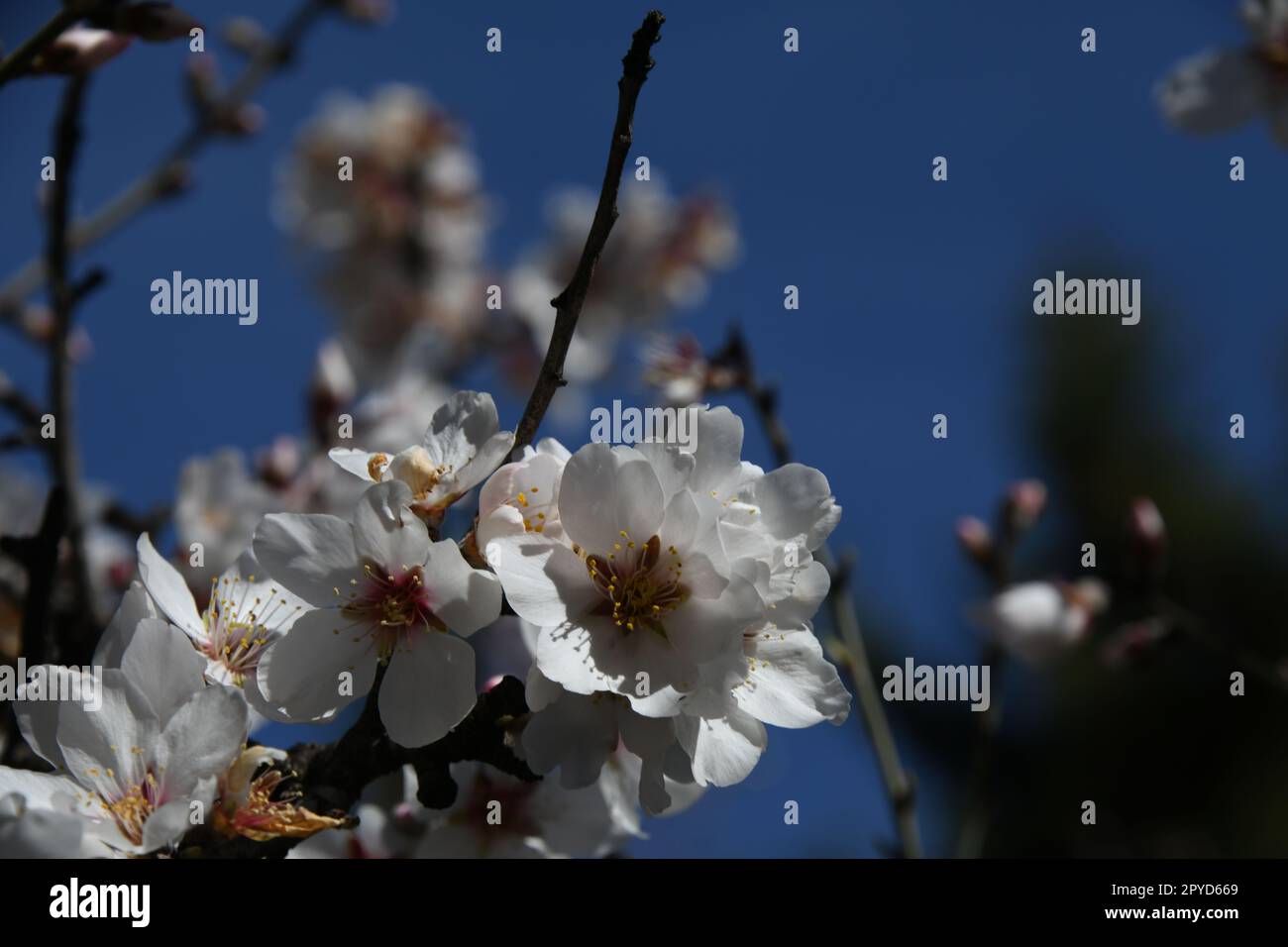 Fleurs d'amandier sur l'amandier à la Costa Blanca, province d'Alicante, Espagne, mars 2023 Banque D'Images