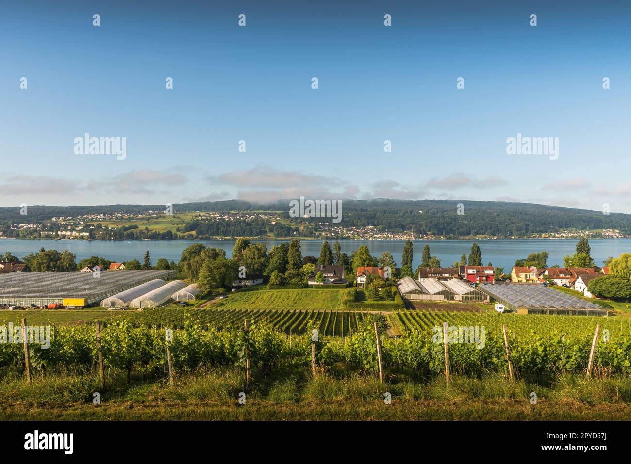 Île de Reichenau, vignobles et serres avec vue sur le lac de Constance, Bade-Wurtemberg, Allemagne Banque D'Images