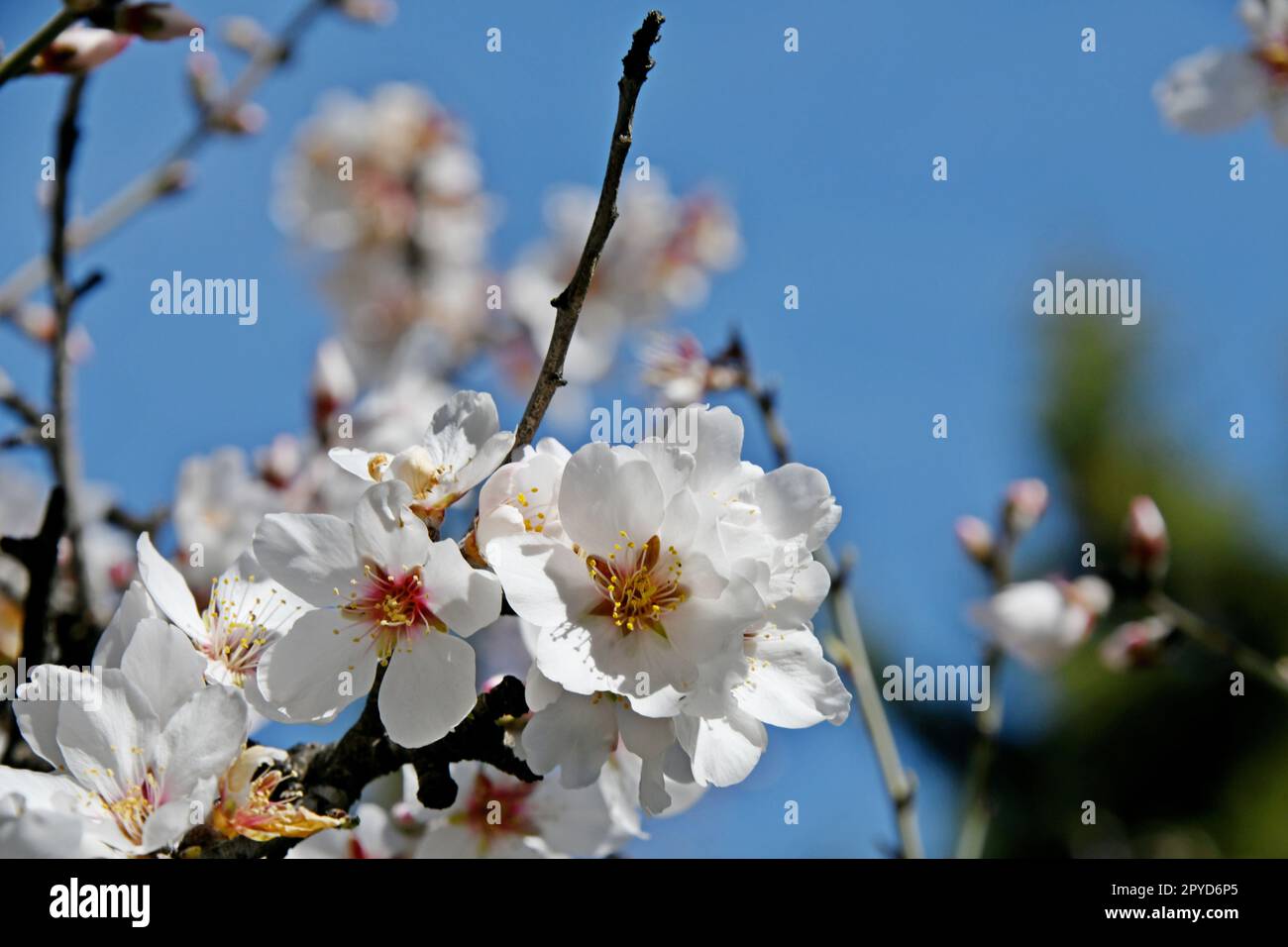Fleurs d'amandier sur l'amandier à la Costa Blanca, province d'Alicante, Espagne, mars 2023 Banque D'Images