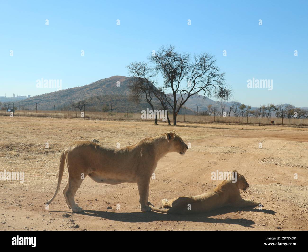 Les Lions se lasser Banque D'Images