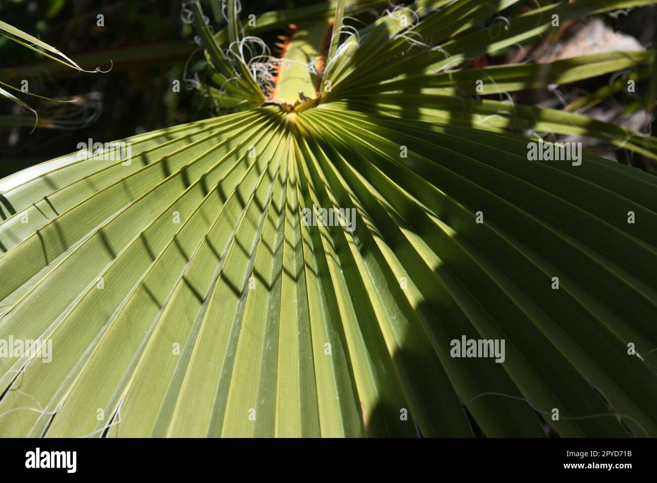 Feuilles de palmier dans la province d'Alicante, Costa Blanca, Espagne Banque D'Images