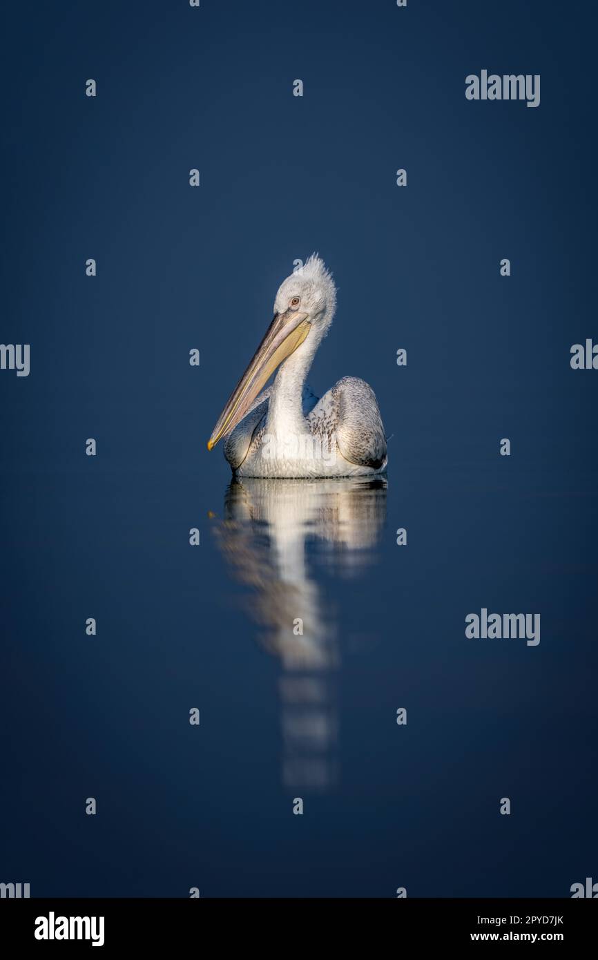 Dalmatian Pelican montres caméra sur le lac bleu Banque D'Images