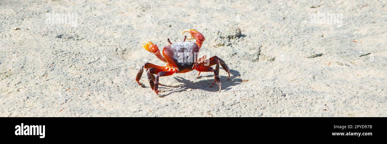 Les Seychelles font du crabe sur la plage. Banque D'Images