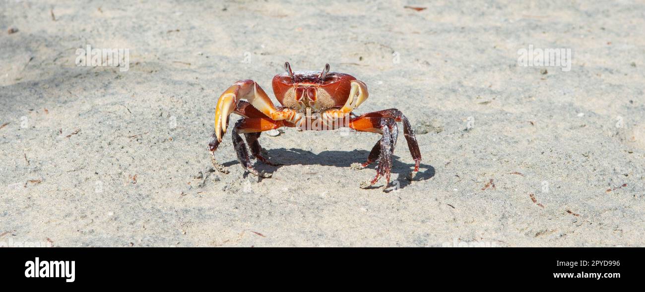 Crabe des terres (Cardisoma) avec des yeux drôles sur la plage des Seychelles. Banque D'Images